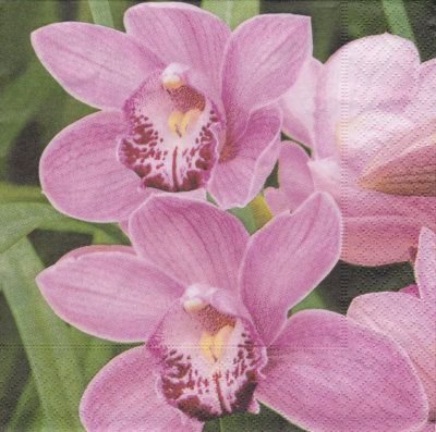Delicate Orchids